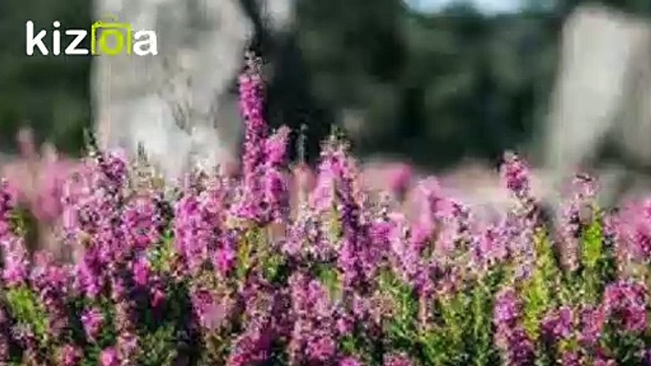 Pentecôte autour du Golfe du Morbihan 2020