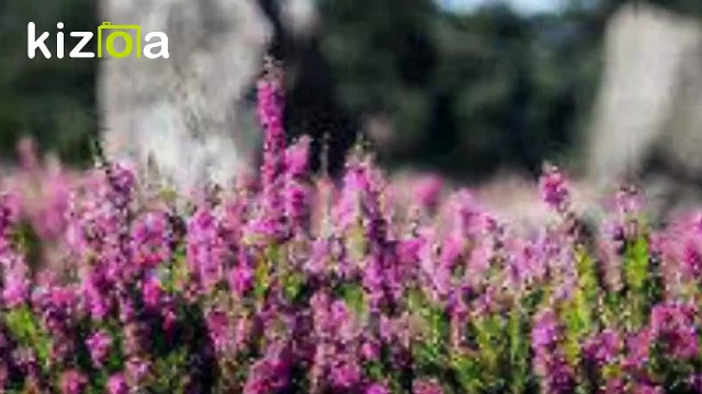 Pentecôte autour du Golfe du Morbihan 2020