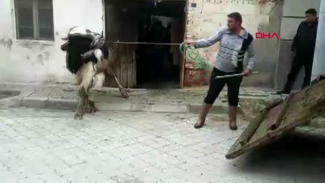 Manisa evdeki büyükbaşların tahliyesinde arbede; 2 polis yaralandı