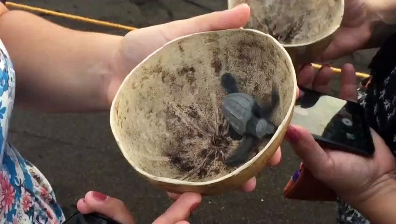 Hier tapsen babyschildkröten zum ersten mal ins wasser