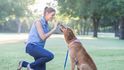 Darum solltest du deinen Hund immer positiv erziehen