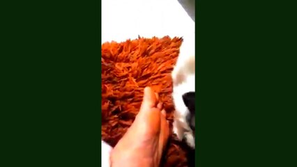 Two dogs play extremely funny.