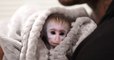 Little Curtis, le bébé singe inséparable avec son maître