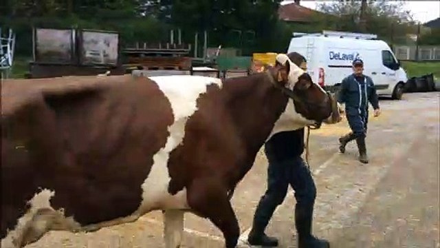 Les montbéliardes arrivent à Micropolis pour Vache de Salon