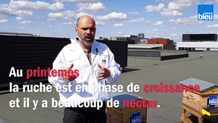 Le_BZZZ_de_la_semaine_Vendredi 15 novembre: une colonie d'abeilles peut-elle se rebeller contre sa reine