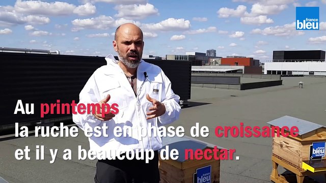 Le_BZZZ_de_la_semaine_Vendredi 15 novembre: une colonie d'abeilles peut-elle se rebeller contre sa reine