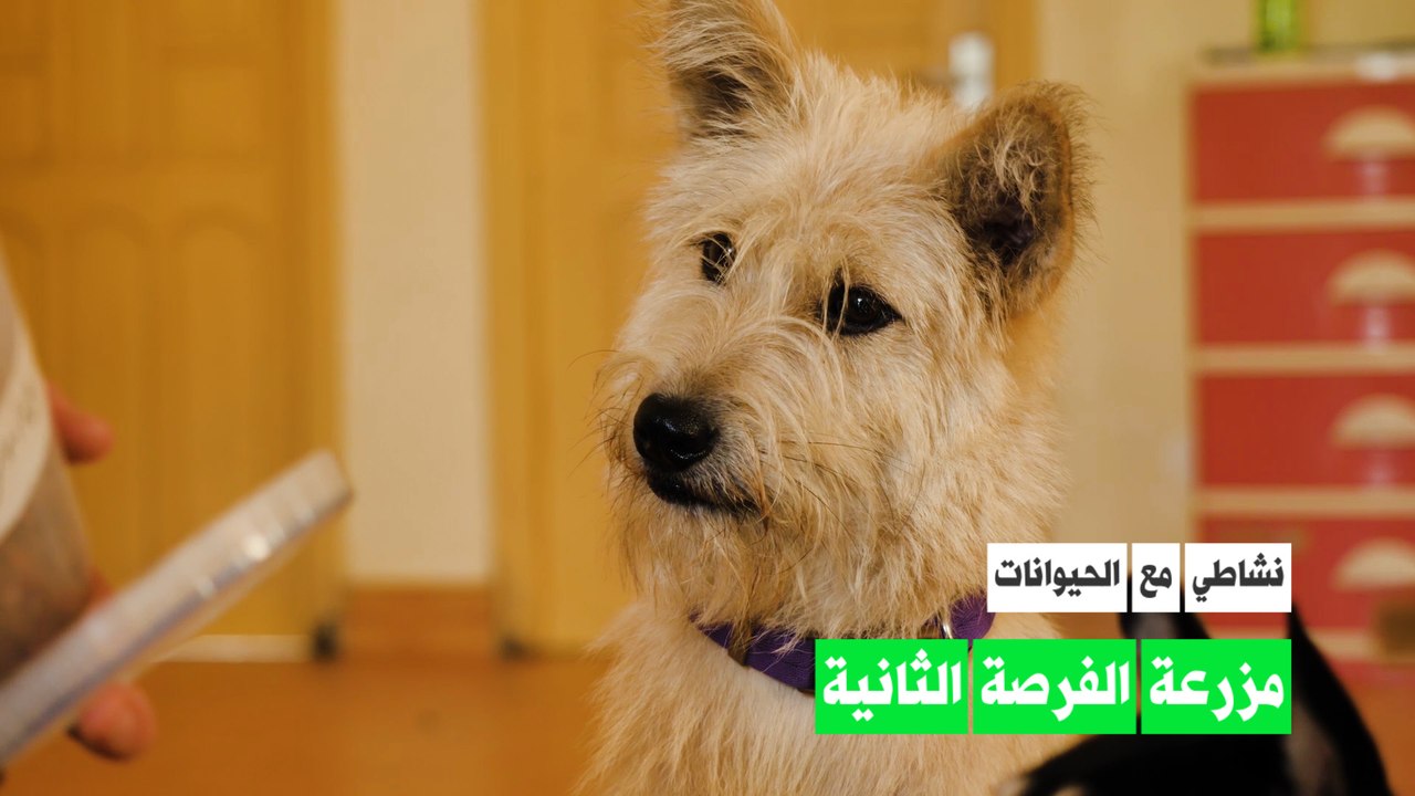 مزرعة الفرصة الثانية