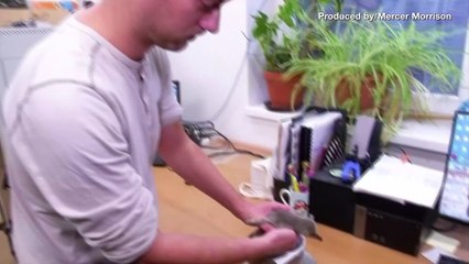 Cute Baby Pictures Alert! Humboldt Penguin Chick Makes Debut at Prague Zoo!