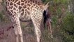 Best of Mother Giraffe save baby from Hyenas   Hyenas vs Giraffe   Aniamals Save Another Animals