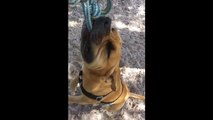 Un chien fait des bruits de dinosaure !