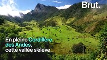 Une vallée féerique en Colombie abrite les plus grands palmiers du monde