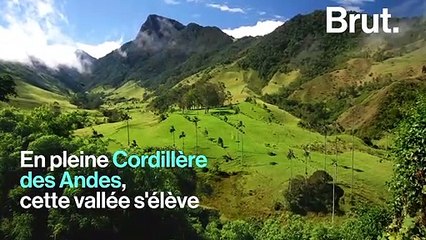 Une vallée féerique en Colombie abrite les plus grands palmiers du monde