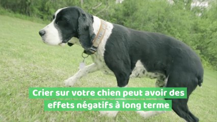 Pour éduquer un chien, inutile de lui crier dessus