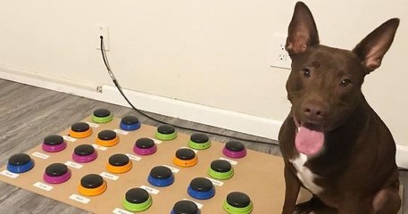 Une orthophoniste apprend à son chien à parler grâce à «une machine à mots»