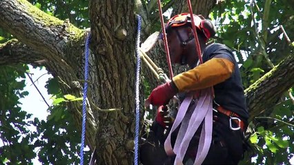 Abattage d'un chêne devenu dangereux