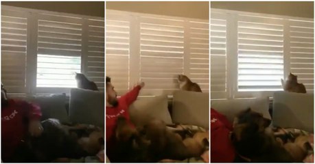 Quando o gato lá de casa é mais teimoso que o próprio dono... mas quem manda afinal?