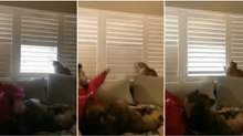 Quando o gato lá de casa é mais teimoso que o próprio dono... mas quem manda afinal?