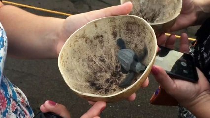 Locals and tourists in Guatemala release baby turtles into wild