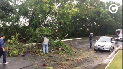 Árvore cai e interdita trecho da rodovia Norte e Sul