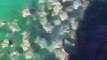 Il filme des centaines de raies qui nagent ensemble en floride