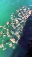 Il filme des centaines de raies qui nagent ensemble en floride