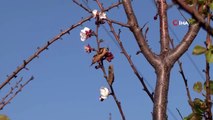 'Pastırma Yazı' kayısı ağacına çiçek açtırdı..Bir yanı kış bir yanı bahar