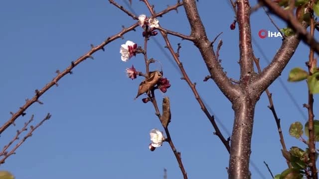 'Pastırma Yazı' kayısı ağacına çiçek açtırdı..Bir yanı kış bir yanı bahar