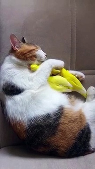 Ce chat fait un câlin.. à des oiseaux perruches !