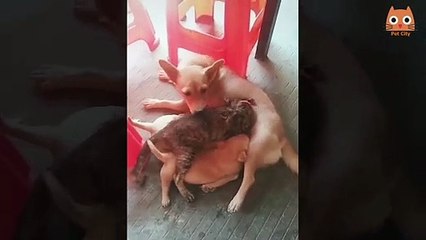 videos virales de animales 2.0