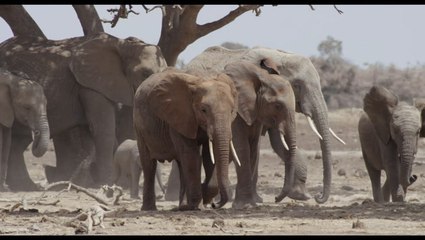 The Elephant Queen | Deadline's The Contenders Los Angeles
