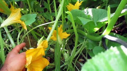 Cortando Las Flores de Calabaza para Hacer Quesadillas