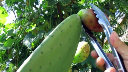 COMO RECOLECTAR, BARRER Y PARTIR LAS TUNAS DE NOPAL