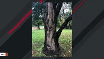 This Tree With Knots Appears To Have An Eerie Face