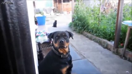 PERROS VS MASCARAS Y MUÑECOS