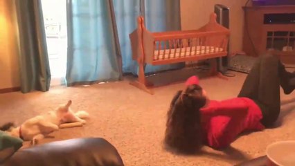 Смешные собаки делают зарядку вместе с хозяевами