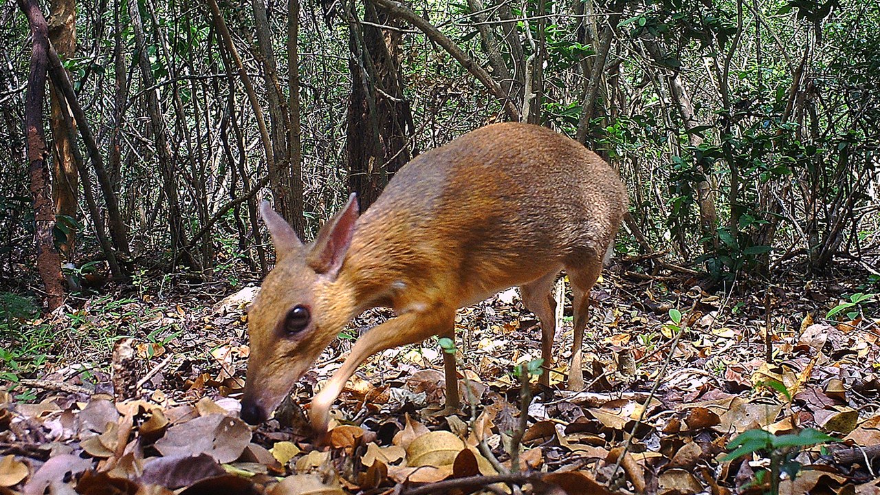 Mouse deer feared extinct rediscovered in Vietnam for first time in nearly 30 years