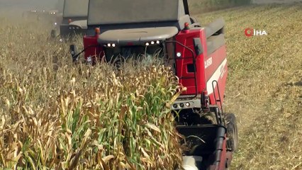 Ceylanpınar'da mısır hasadı başladı