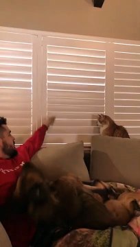 Ce chat montre à son propriétaire qui est le vrai patron