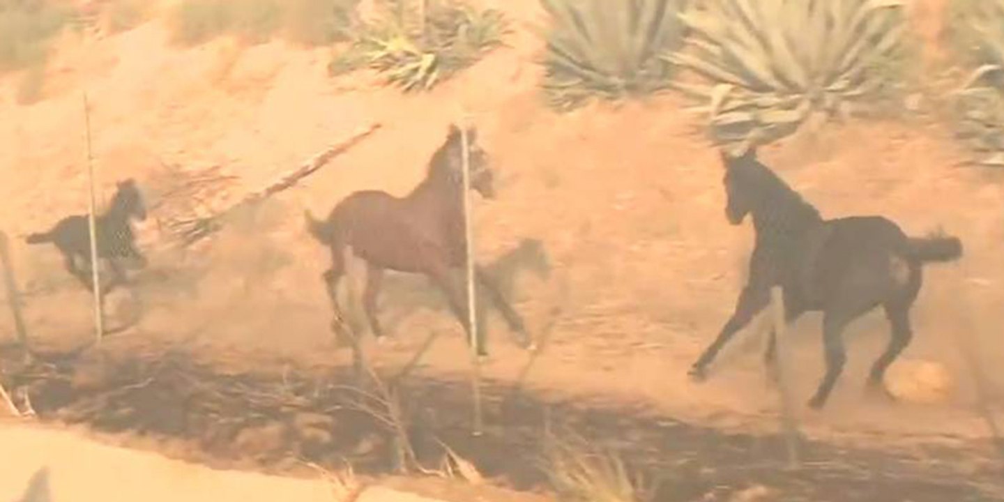 Un caballo valiente rescata a otros caballos que huían del fuego en Simi Valley en California