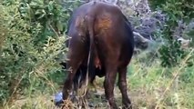 BEST STRONG BUFFALO HERD VS PRIDE LION   Buffalo Versus Lion To Save Mother Buffalo Giving Birth