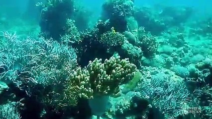 Un algorithme pour pour enlever l'eau des images sous-marines