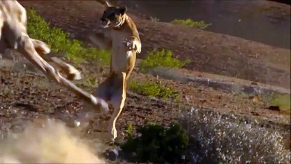 BIG BATTLE LION AND CROCODILE AND GIRAFFE   VERY REAL