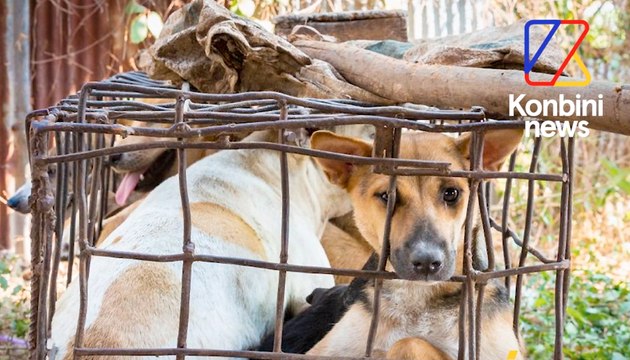 Des images terribles du commerce (non-prohibé) de viande de chien