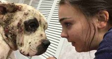 Liam, un pitbull sauvé des combats de chiens qui reprend goût à la vie