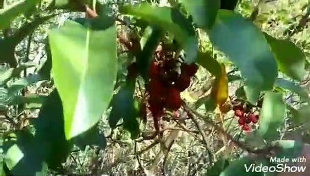 Sandal ağacı koca yemiş dağ çileği davulga meyvesi yaprağı çayı faydaları nelerdir