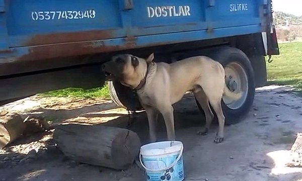 Kangal köpeği havlamasi kopek urmesi kopek sesi haw haw haw diye bağırması