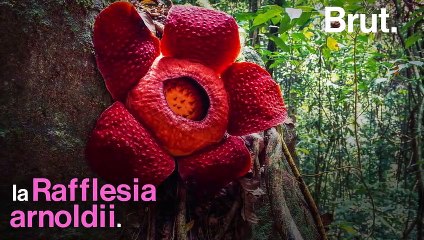 Ni tige, ni feuilles, ni racines… Voici la "fleur-cadavre"