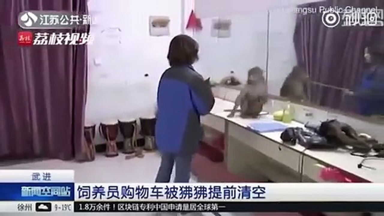 Ce petit singe a fait une commande en ligne en utilisant le téléphone de son propriétaire