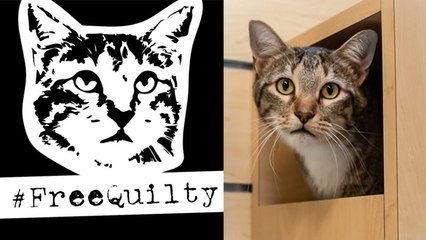 La red exige la libertad para el gato Quilty, condenado por dejar escapar a sus compañeros de refugio