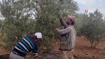 İslahiye'de zeytin hasadına başlandı